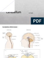 Cerebellum S23