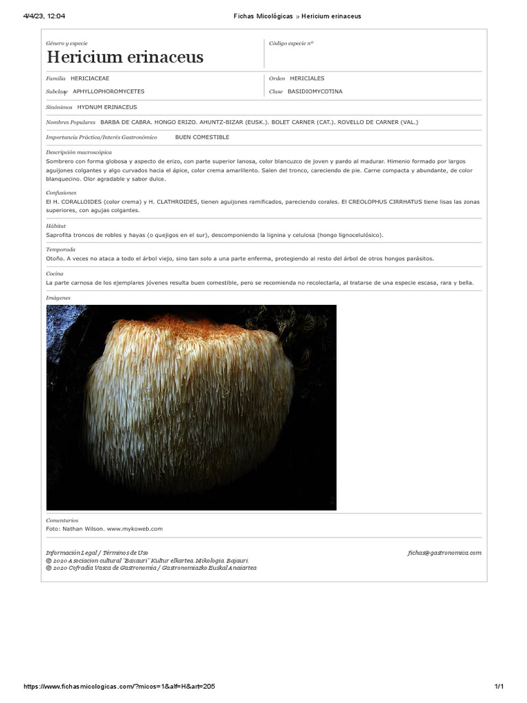 Hericium Erinaceus | PDF