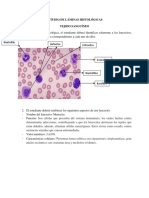 ESTUDIO DE LÁMINAS HISTOLÓGICAS Leucocitos