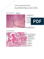 Estudio de Laminas Histologicas Hueso