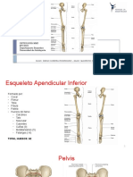 Osteología MMII