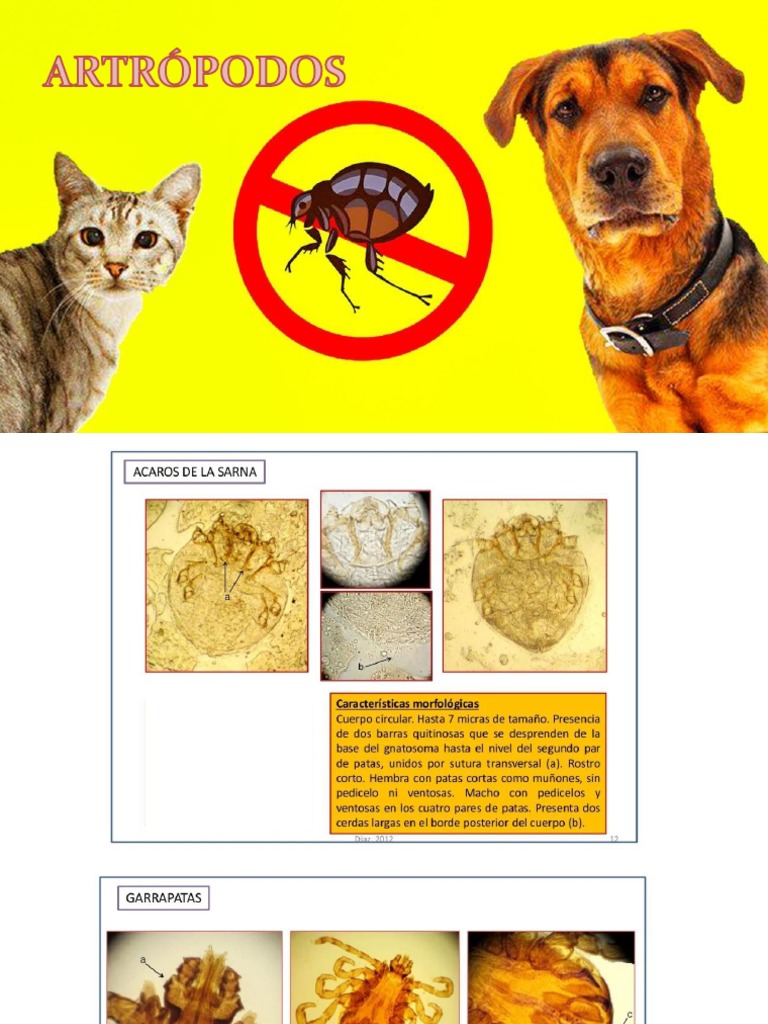 Atlas Parasitologia | PDF | Especialidades Medicas | Microbiología