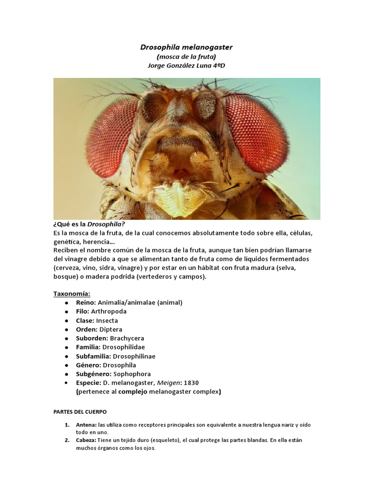 Características de Drosophila melanogaster | PDF | Drosophila ...