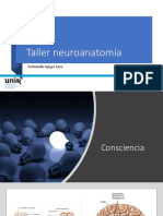 Taller Neuroanatomía