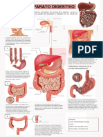 Aparato Digestivo