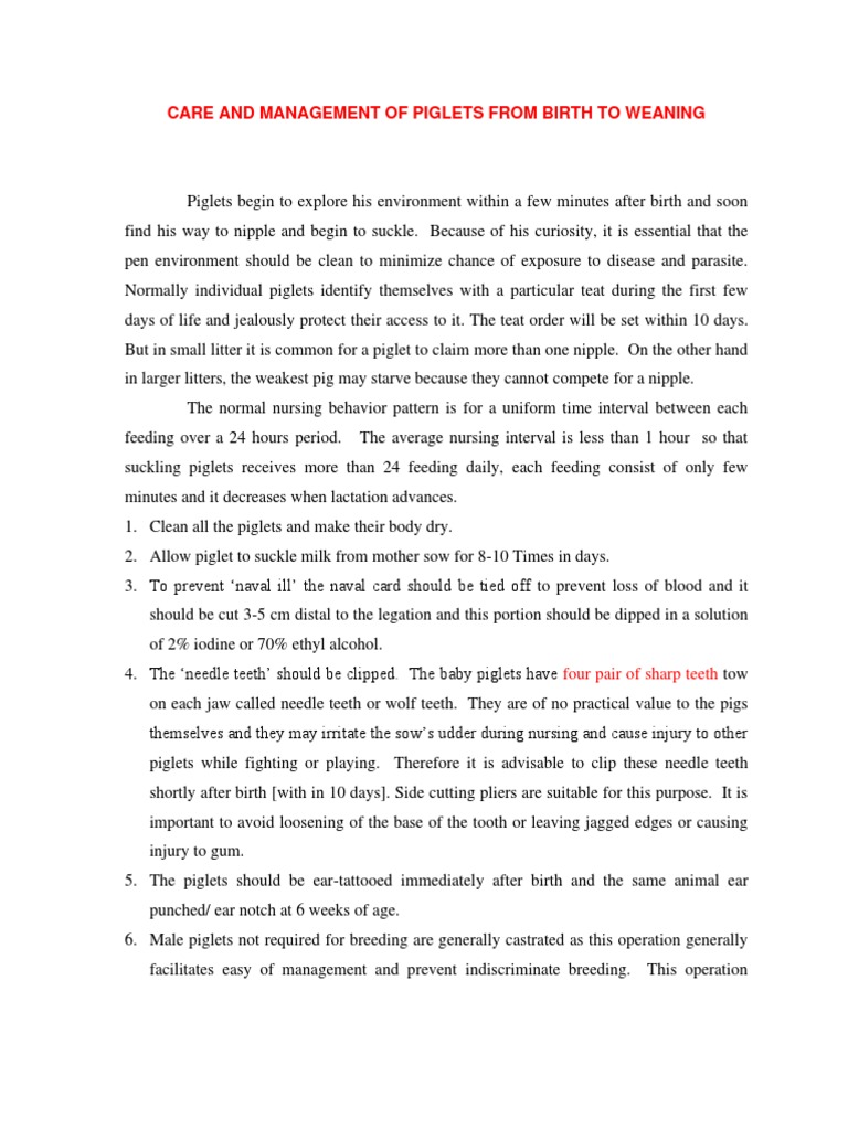 Piglet Care: From Birth to Weaning | PDF | Pig | Milk