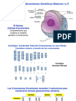 Mecanismos Geneticos Basicos I y II