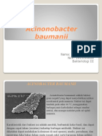 Acinonobacter Baumanii
