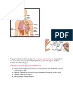 El aparato respiratorio está formado por las vías aéreas y por los pulmones