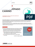 Megaesófago_canino