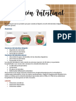 Oclusionintestinal