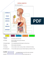 sistema_digestivo