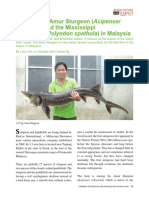 Farming The Amur Strugeon (Acipenser Shrenckii) and The Mississippi Paddlefish (Polyodon Spathula) in Malaysia