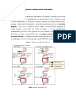 Atividade Assíncrona - Digestão e Absorção de Nutrientes 2