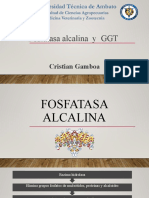 GGT y Fosfatasa Alcalina