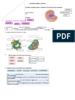 Actividad Sobre La Célula