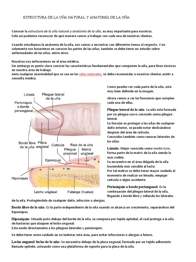 Estructura de La Uña Natural y Anatomía de La Uña | PDF