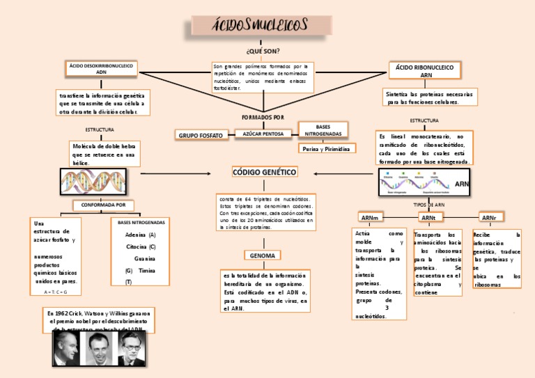 Mapa Conceptual Acidos Nucleicos 6 | Descargar gratis PDF | Rna ...