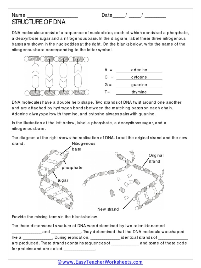 Structure of Dna: Name - Date | PDF