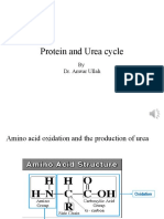 Protien and Urea Cycle