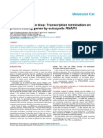 DNA Polymerase 2 Termination