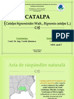 Referat Specii Exotice Catalpa Cadar Adrian 2023