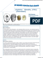 FAO - Crassostrea Virginica Gmelin, 1791 (Ostreidae)