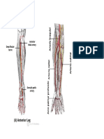 Arterias Oclusão