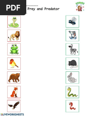 Predator And Prey Worksheet