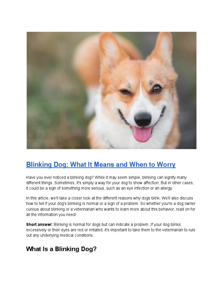 Blinking Dog What It Means and When To Worry Download Free PDF