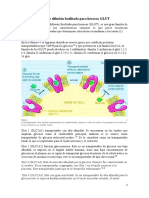 2 Transportadores de Difusión Facilitada para Hexosas GLUT