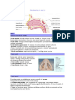 Anatomía de Nariz