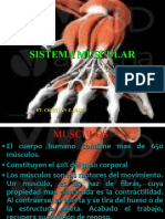 4 Sistema Muscular