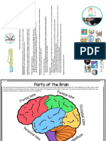 Brain Worksheets