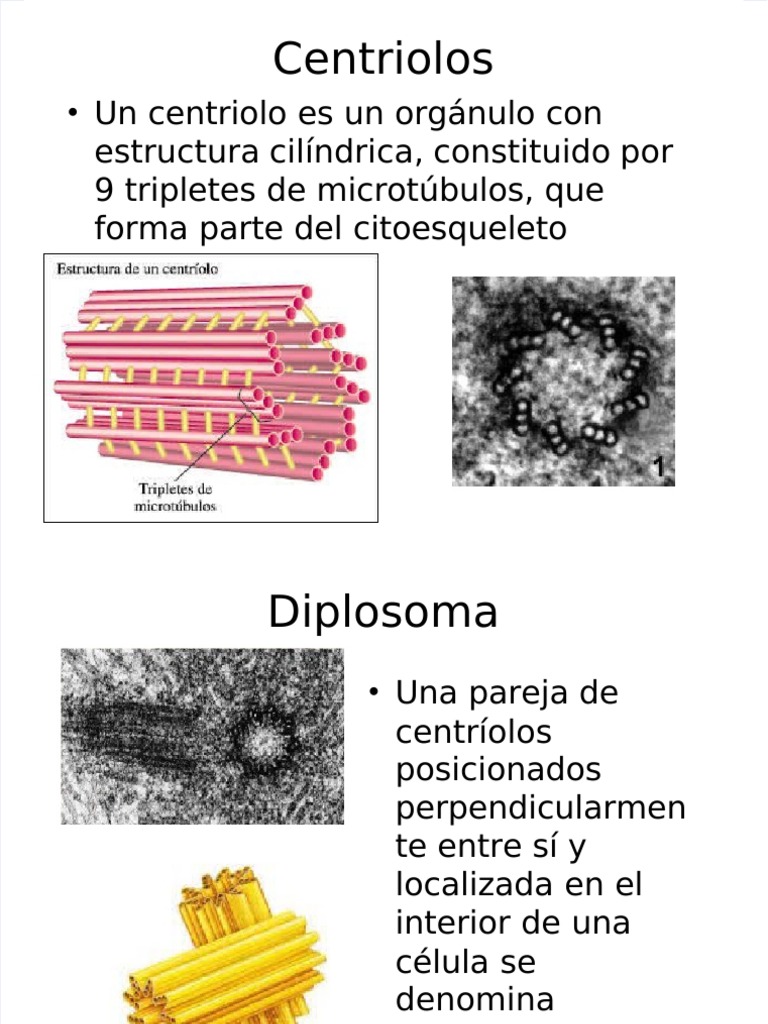 Pdf Circunferencia Basicopdf Dokumentips