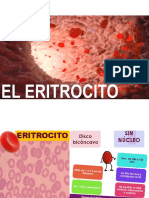 El Eritrocito - Morfología y Membrana