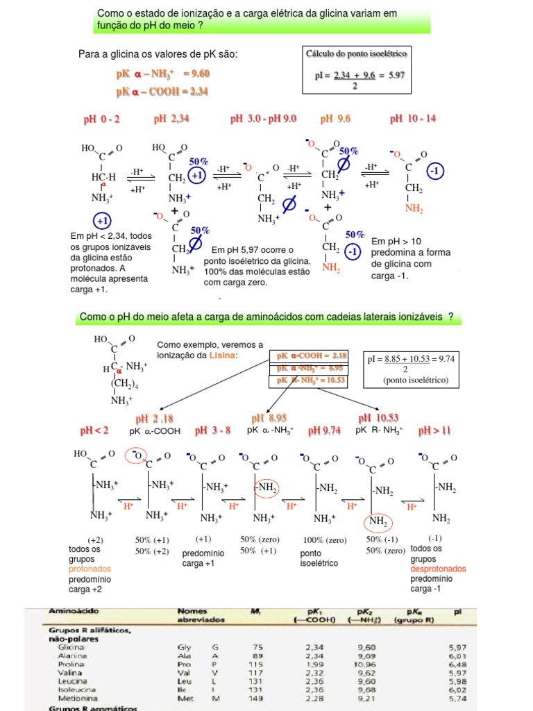 Ponto Isoelétrico | PDF | Aminoácido | Ácidos orgânicos, image size:768x1024