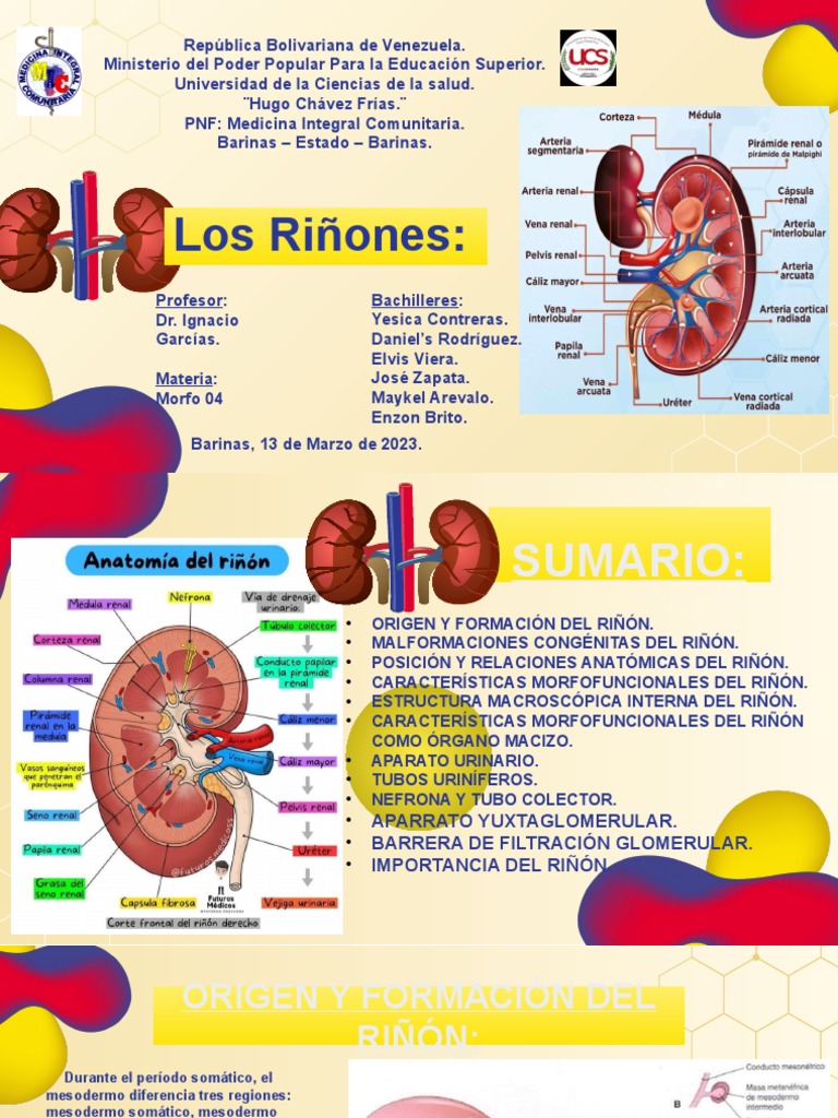 MFH 04 - Tema 08, Parte 02 - El Riñón | PDF | Riñón | Morfología (biología)