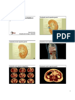 Anatonia Clinica Aparelho Urogenital P