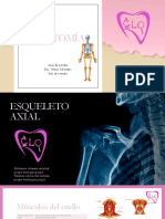 Anatomía Torax Abdomen Apendicular