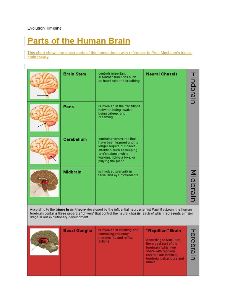 Parts of The Brain | PDF | Brain | Human Brain