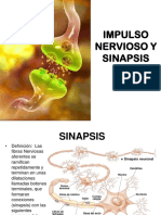 3-Impulso Nervioso y Sinapsis