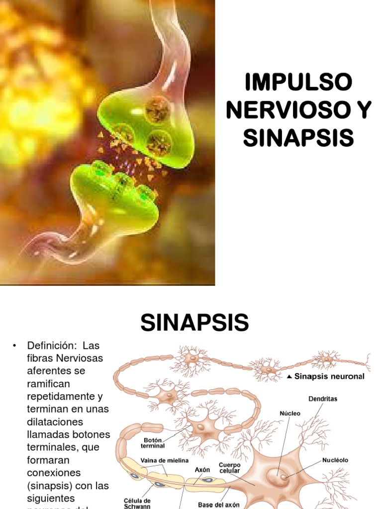 Impulso Nervioso y Sinapsis Neuronal | PDF | Sinapsis | Potencial de acción
