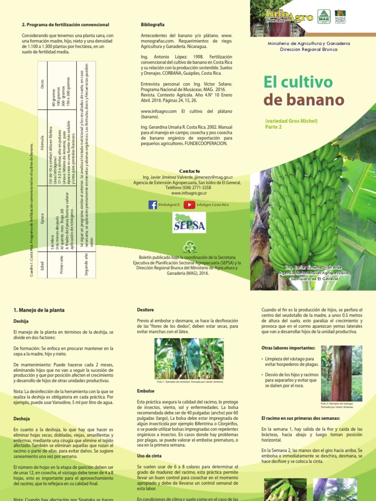 Cultivo Banano 02 Pdf Fertilizante Agricultura