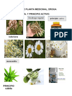 Ejemplos de Planta Medicinal