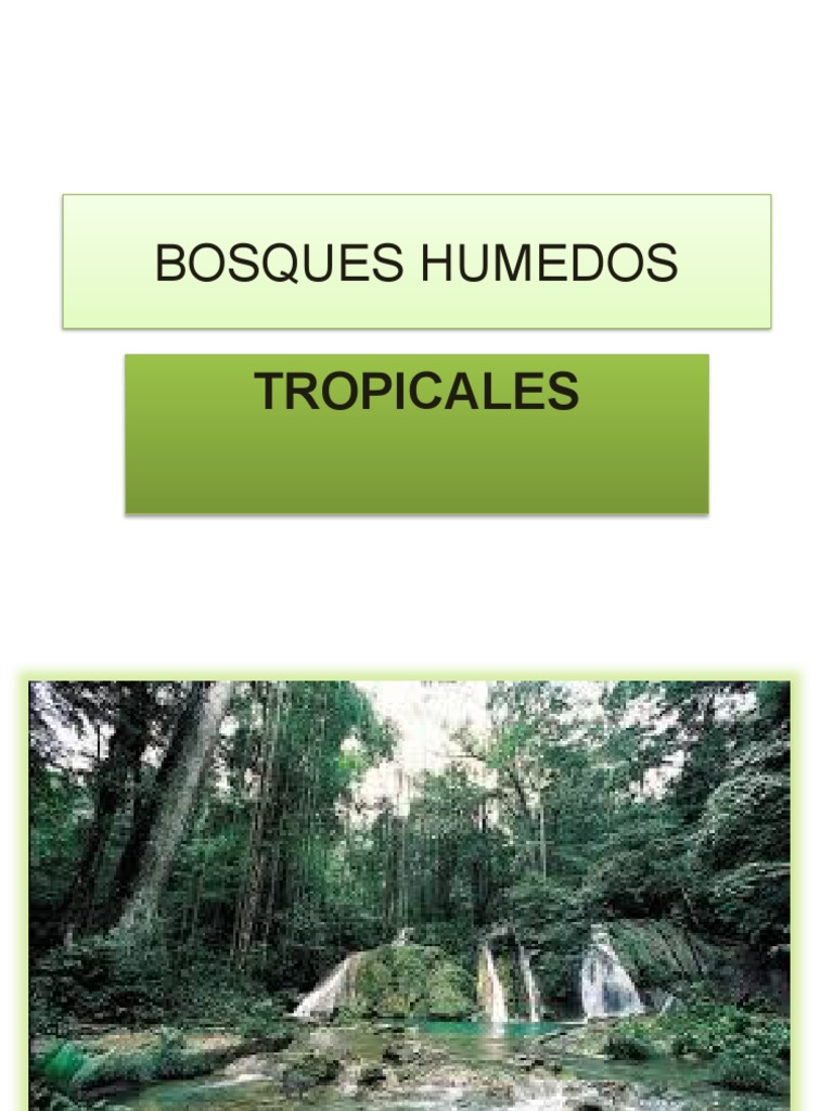 Bosques Humedos | PDF | Ciencias de la Tierra | Geografía Física