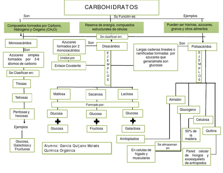 Mapa Conceptual Carbohidratos | PDF | Carbohidratos | Glucosa