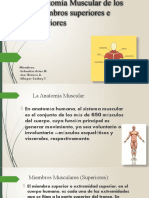 Anatomía Muscular (Superior e Inferior)