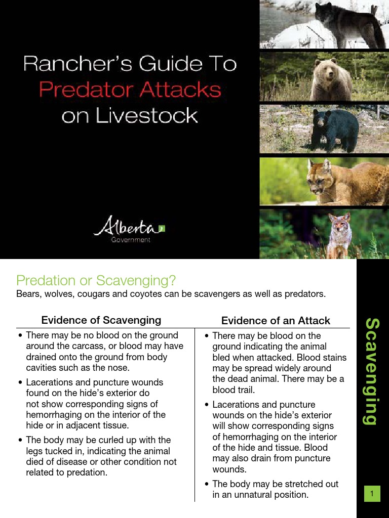 Predator vs. Scavenger Evidence Guide | PDF | Cougar | Coyote