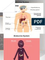 Endocrine System A & P MOD
